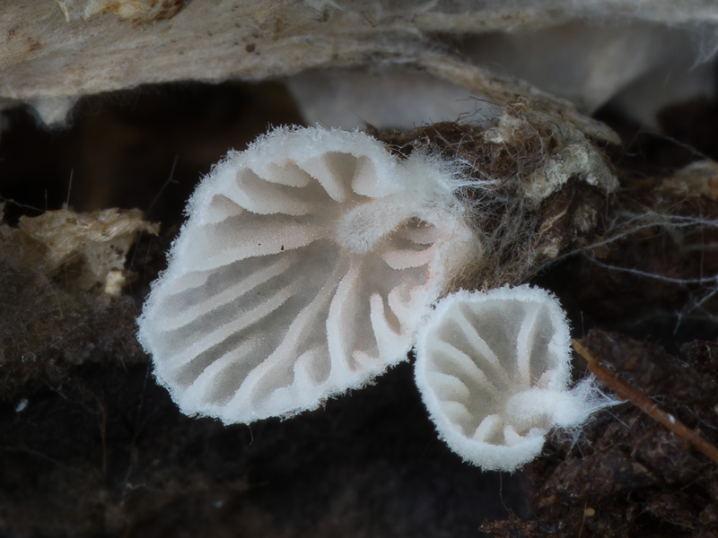 Entoloma jahnii